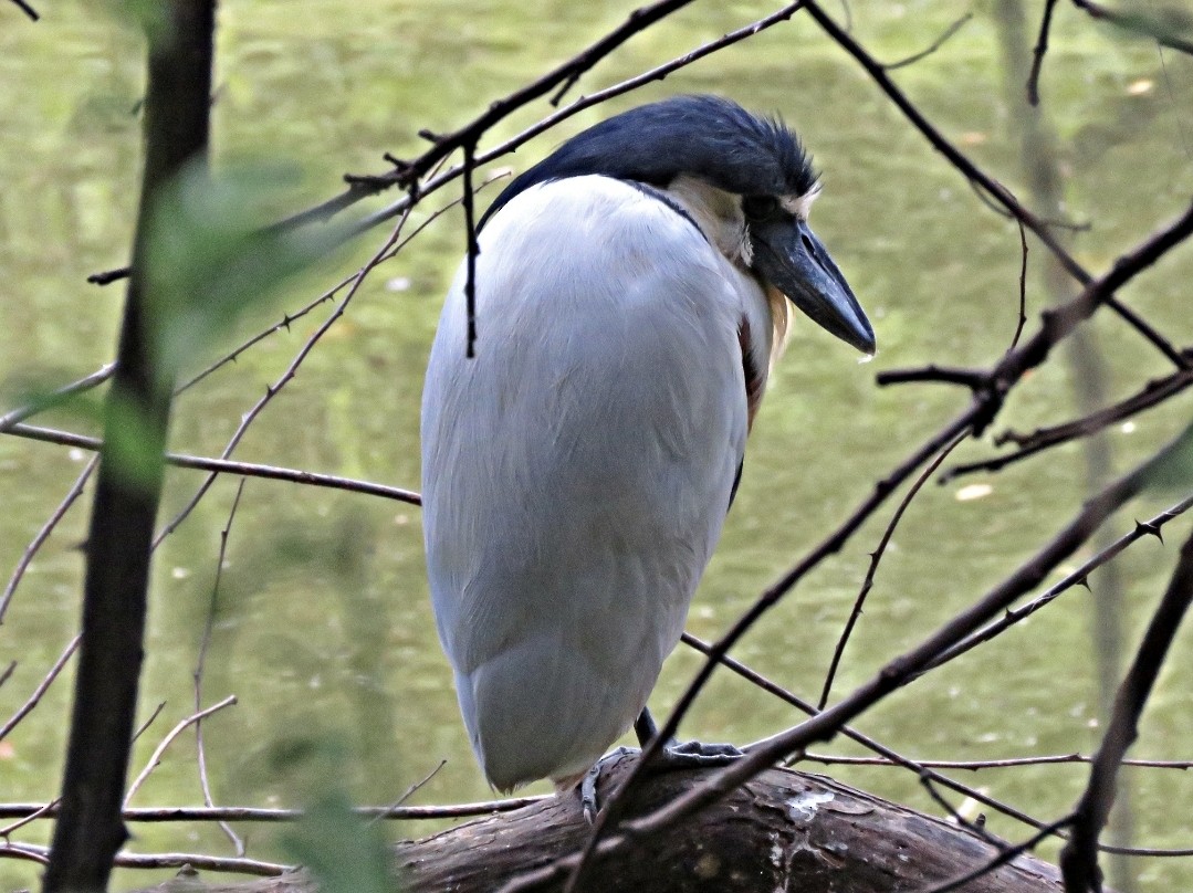 Boat-billed Heron - ML485973851