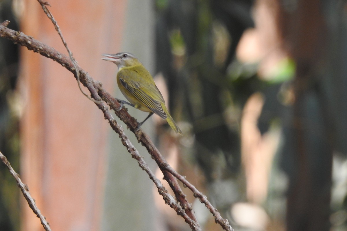 Yellow-green Vireo - ML485973891