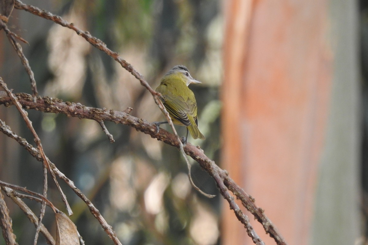 Yellow-green Vireo - ML485974001