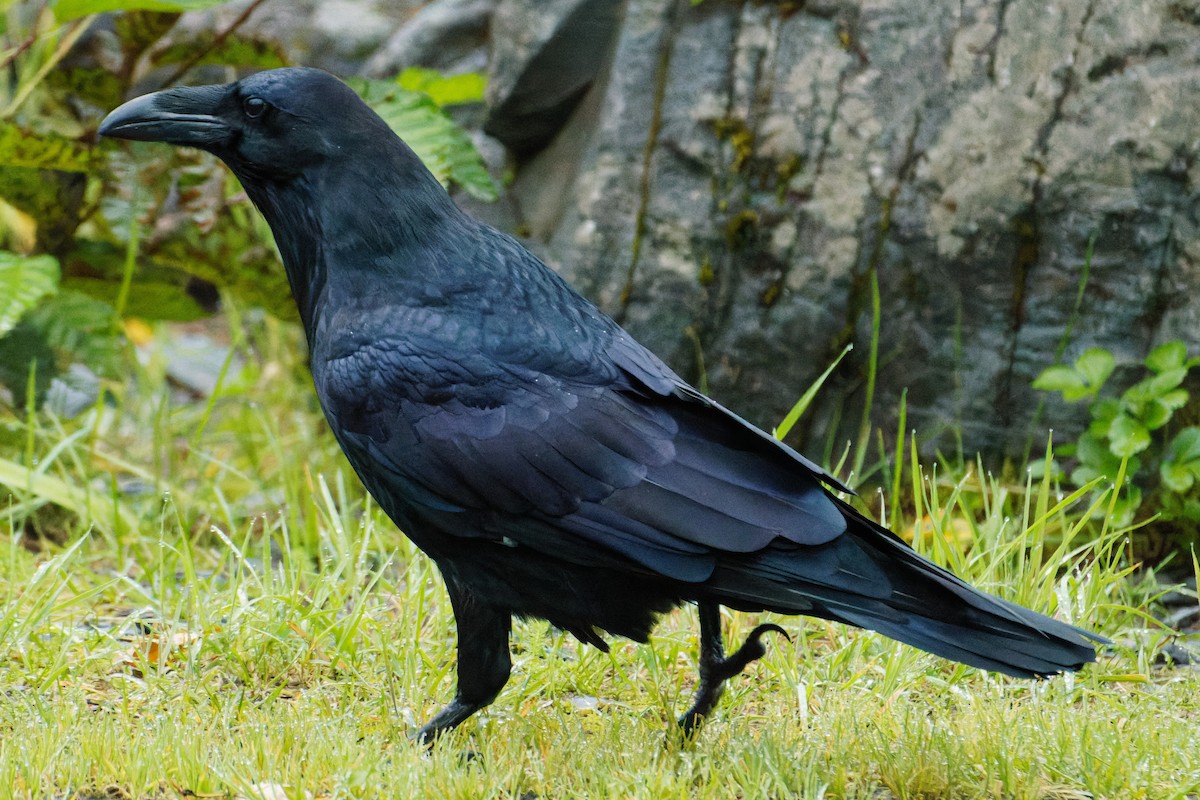 Common Raven - ML485974061