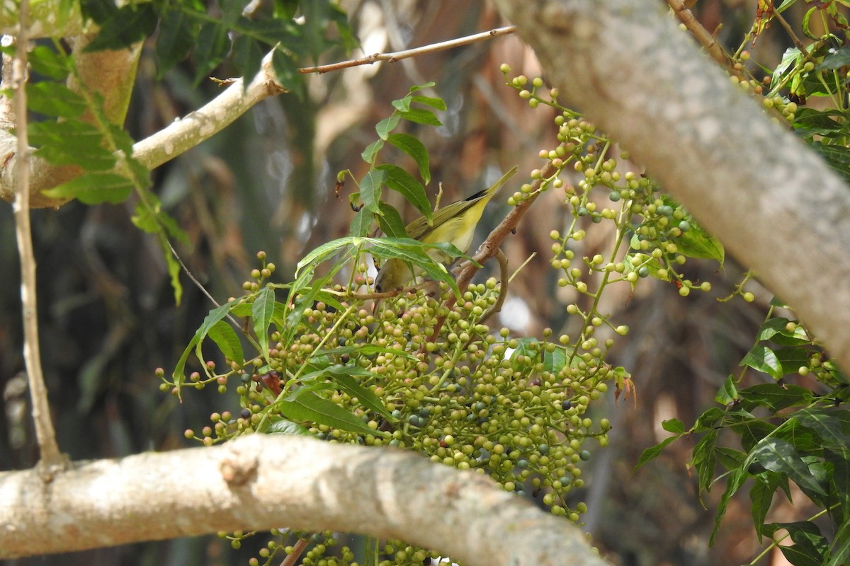 Yellow-green Vireo - ML485974181