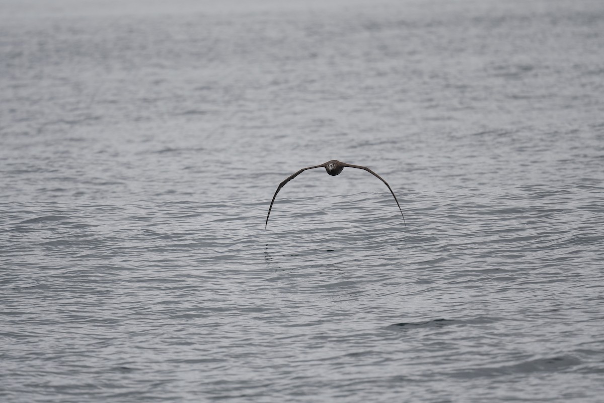 Black-footed Albatross - Annette McClellan