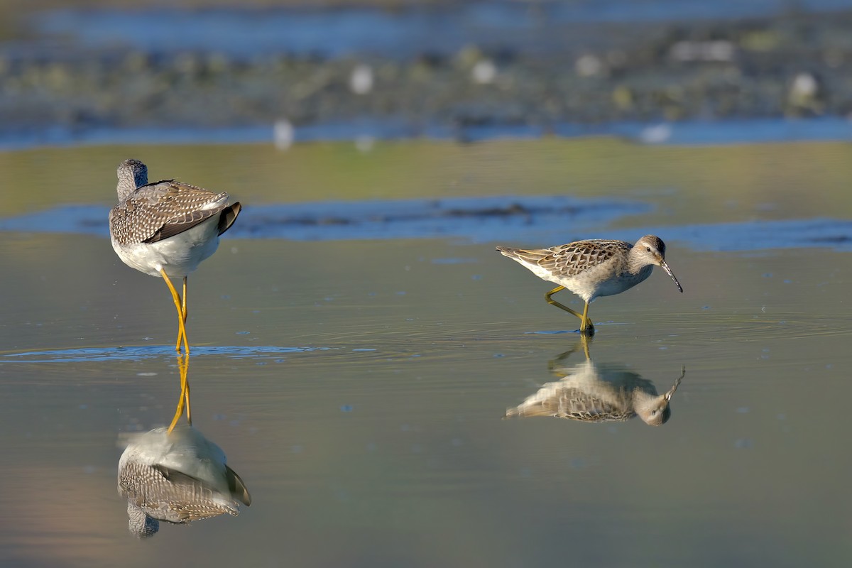 Stilt Sandpiper - George Gibbs