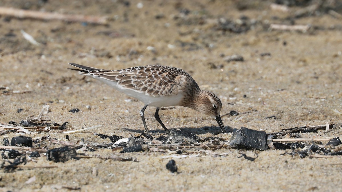 Baird's Sandpiper - Brenda Bull