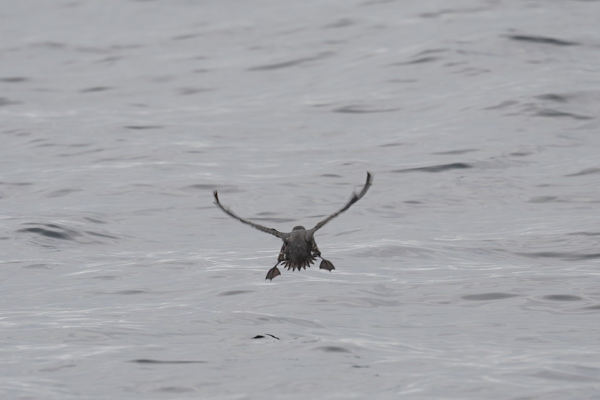 Cassin's Auklet - Annette McClellan