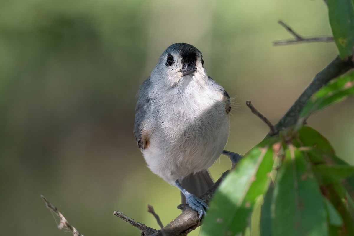 Tufted Titmouse - ML485975741