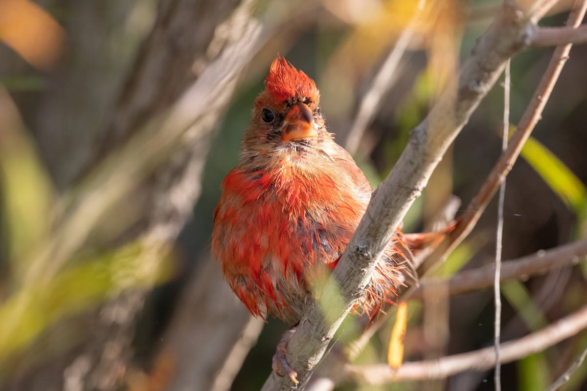 Northern Cardinal - ML485976061