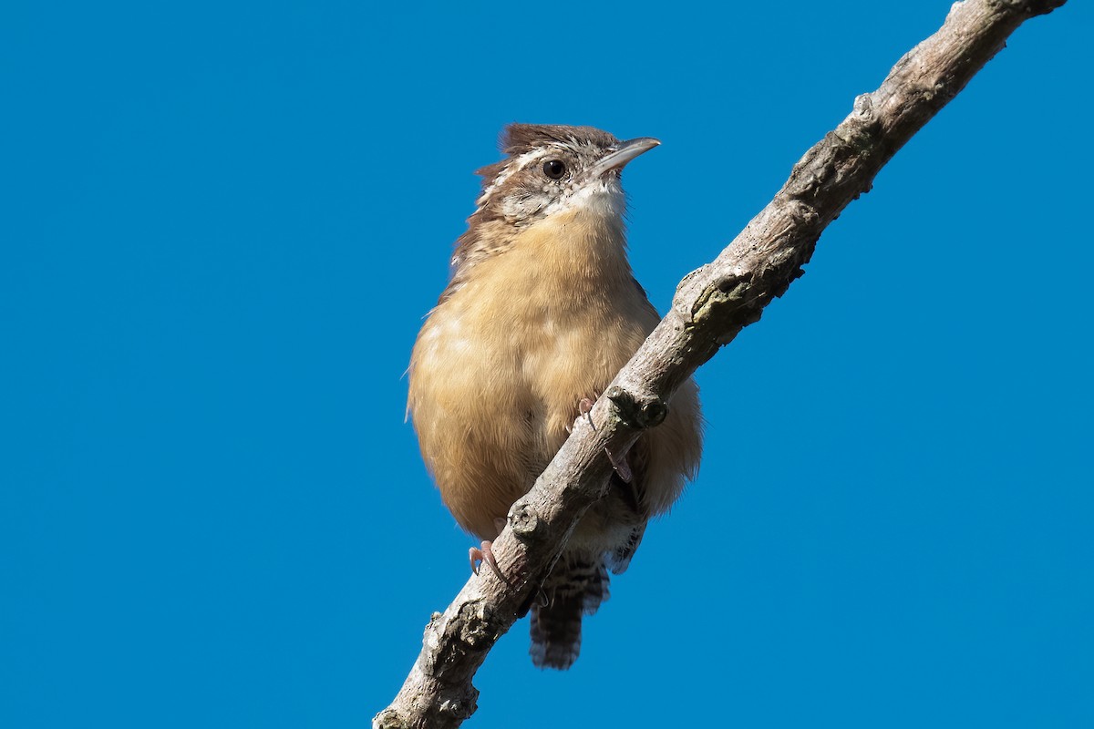 Carolina Wren - ML485976271