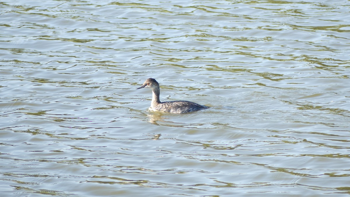 Horned Grebe - ML485977721
