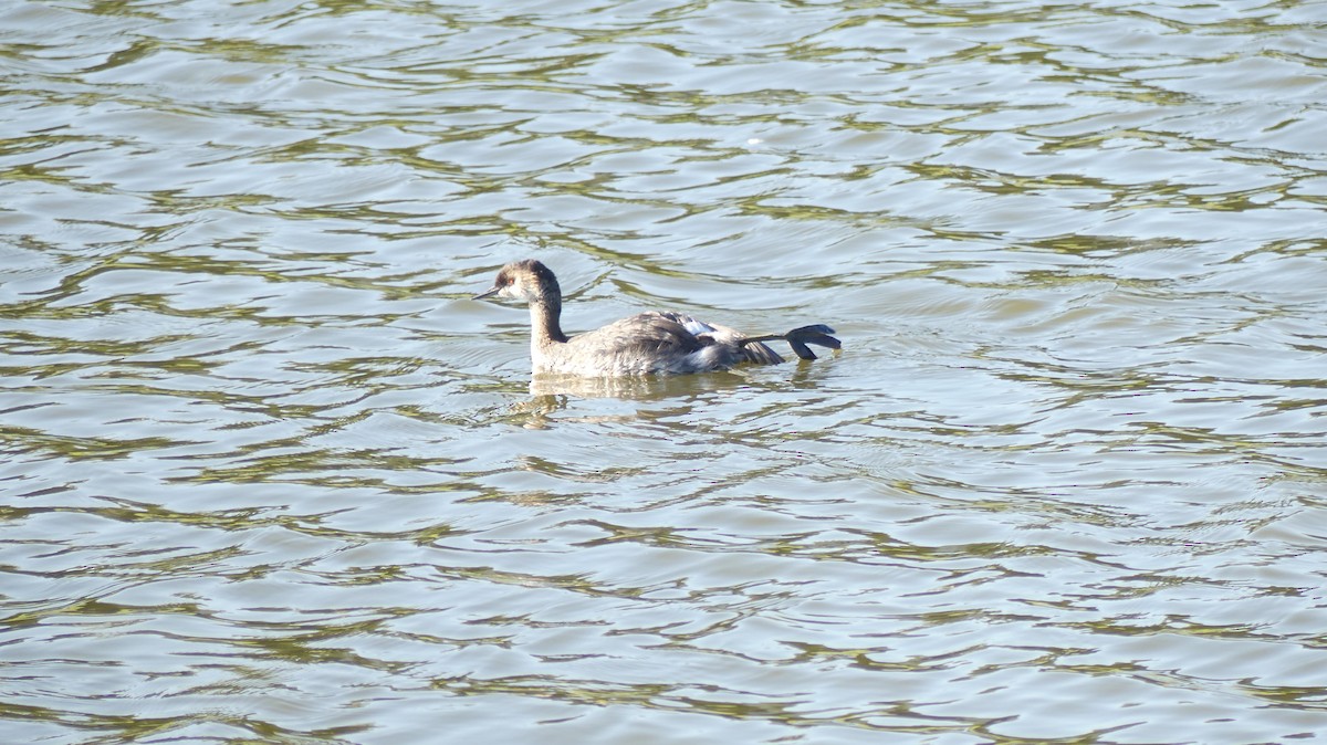 Horned Grebe - ML485977731