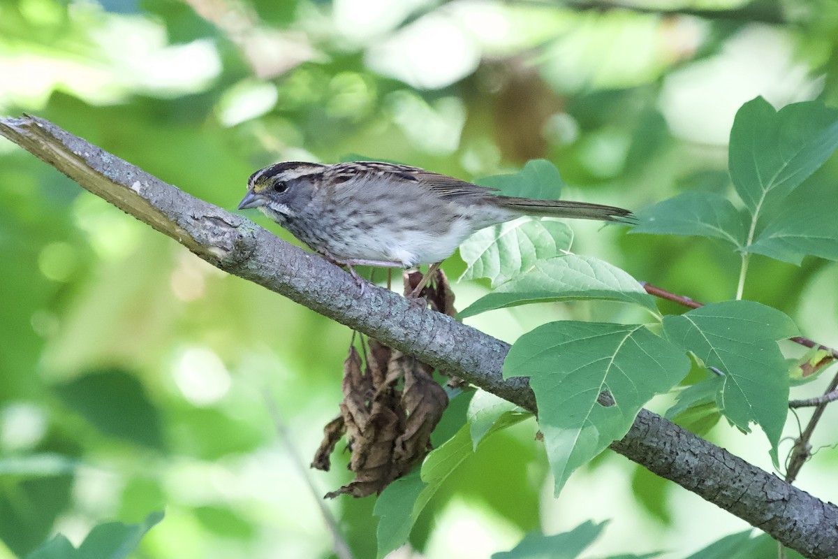 White-throated Sparrow - ML485978301