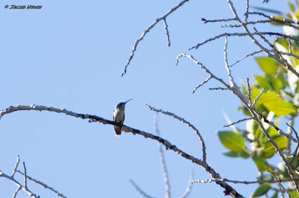 Calliope Hummingbird - ML485978321