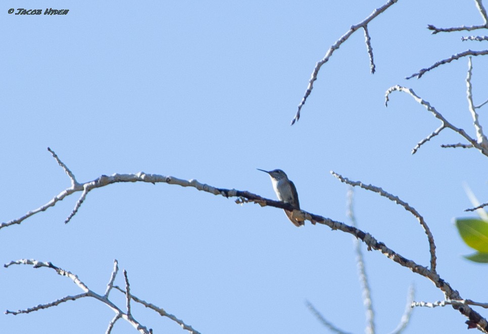 Calliope Hummingbird - ML485978341