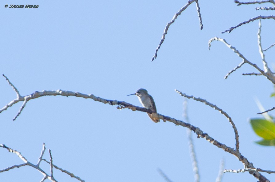 Calliope Hummingbird - ML485978391
