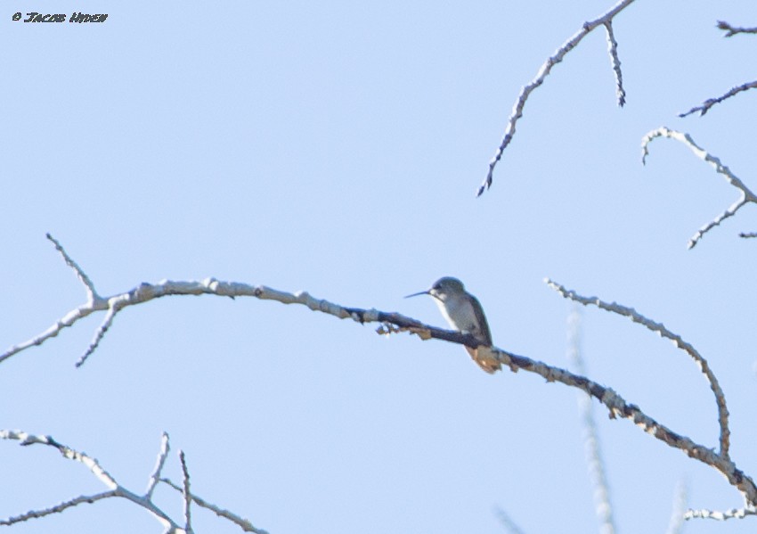 Calliope Hummingbird - ML485978411