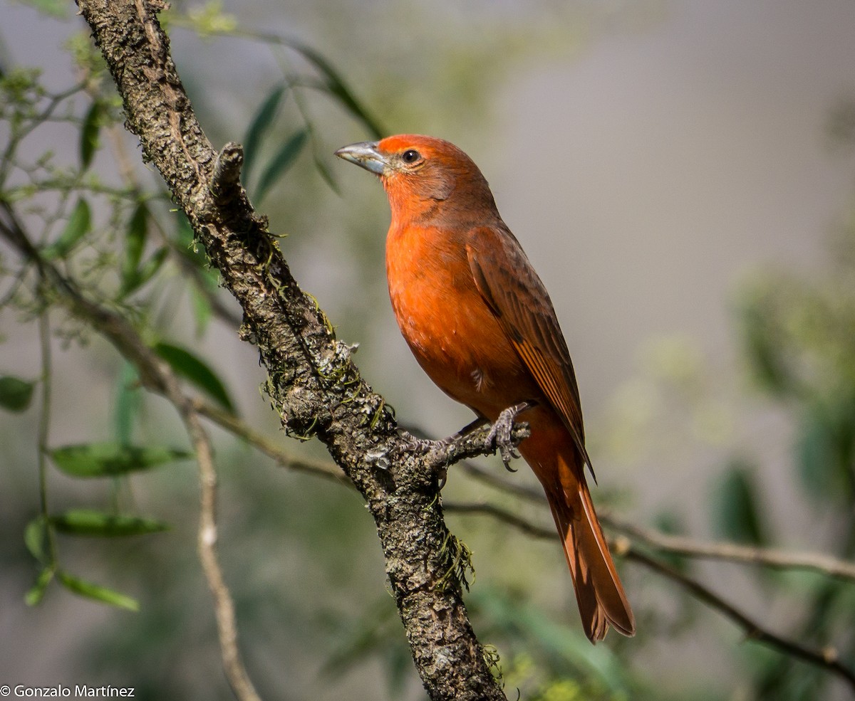 Hepatic Tanager - ML485980841