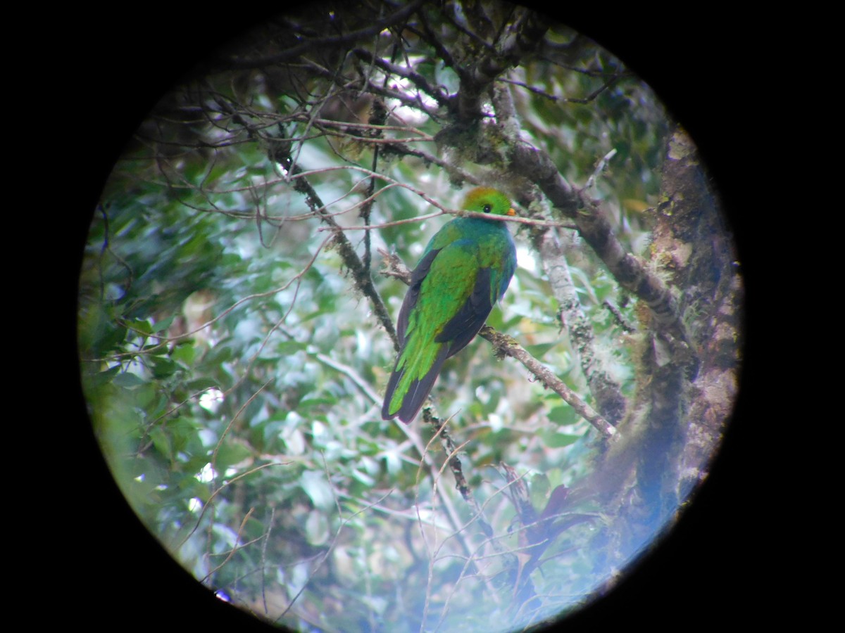 Quetzal Guatemalteco - ML48598231