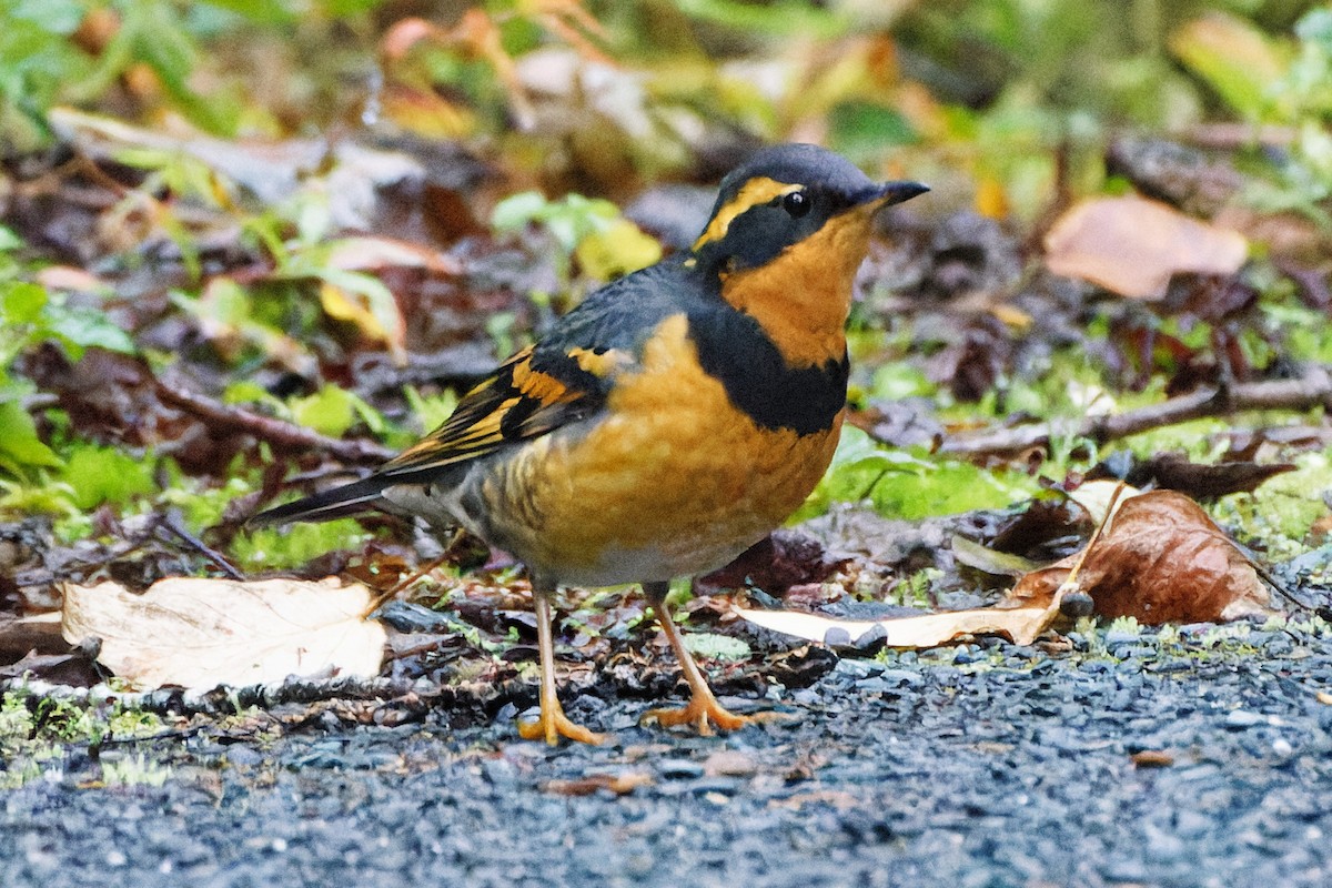 Varied Thrush - ML485983811