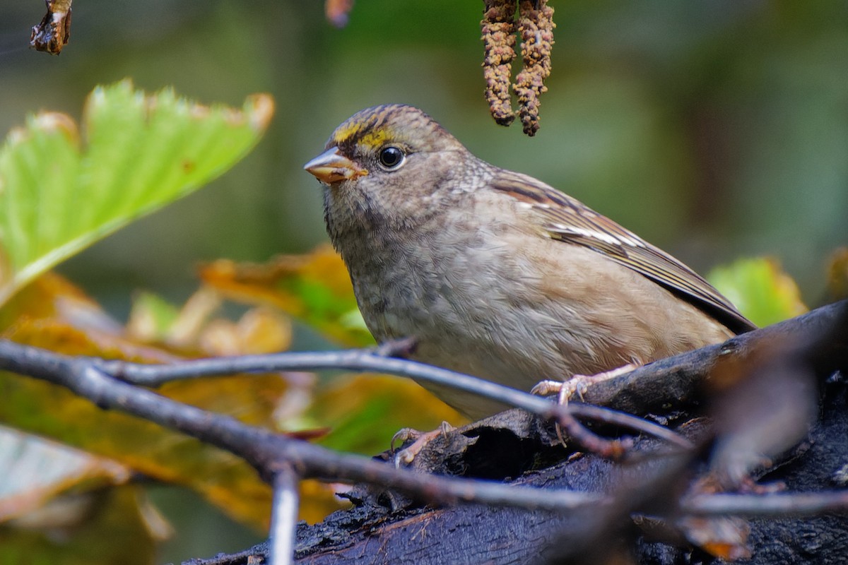 Golden-crowned Sparrow - ML485983891