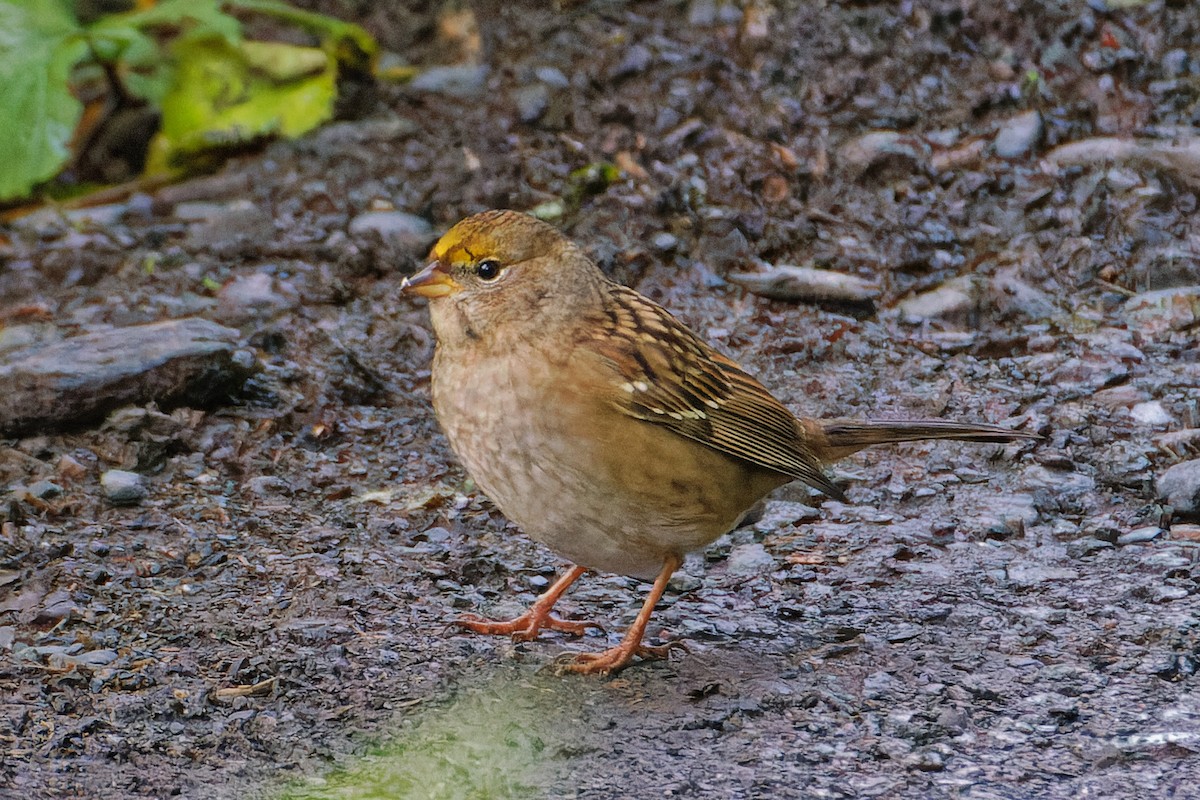 Golden-crowned Sparrow - ML485983901