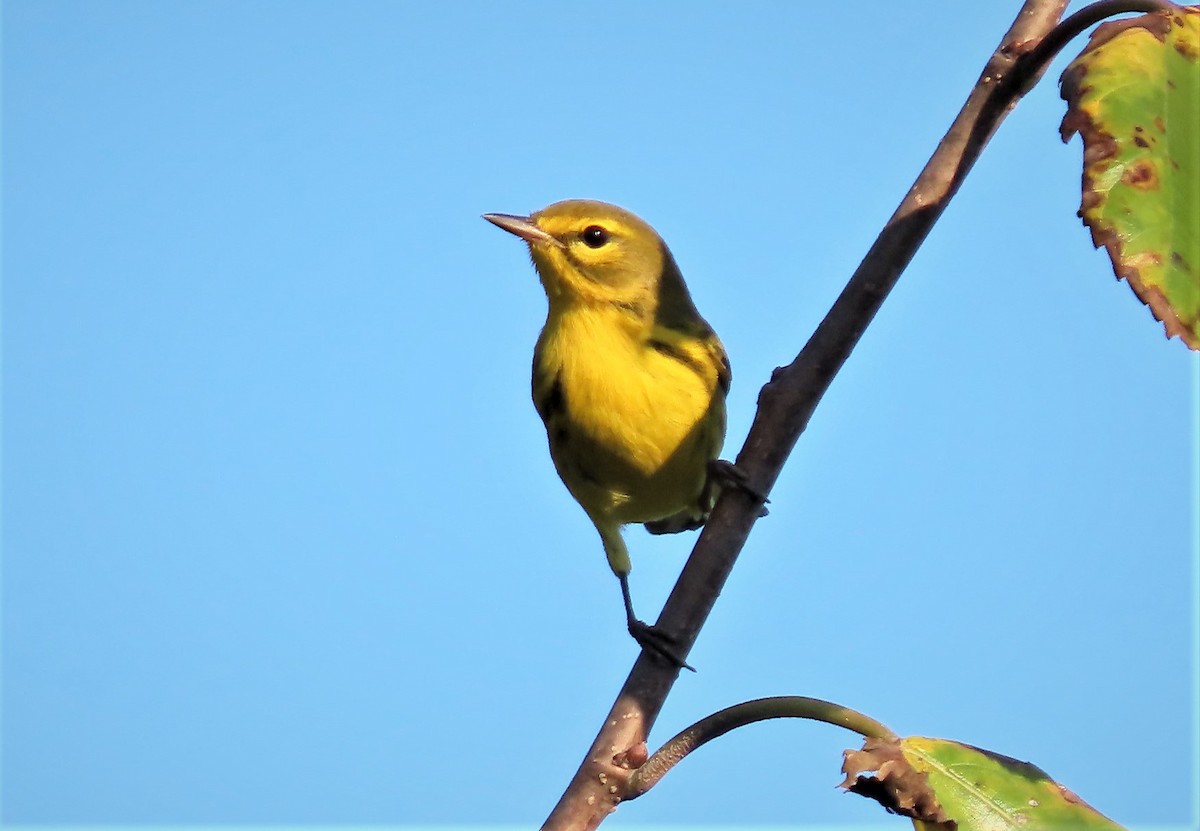 Prairie Warbler - Jeff Beane