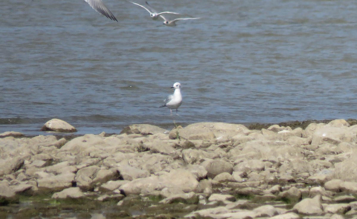 Bonaparte's Gull - ML485992541