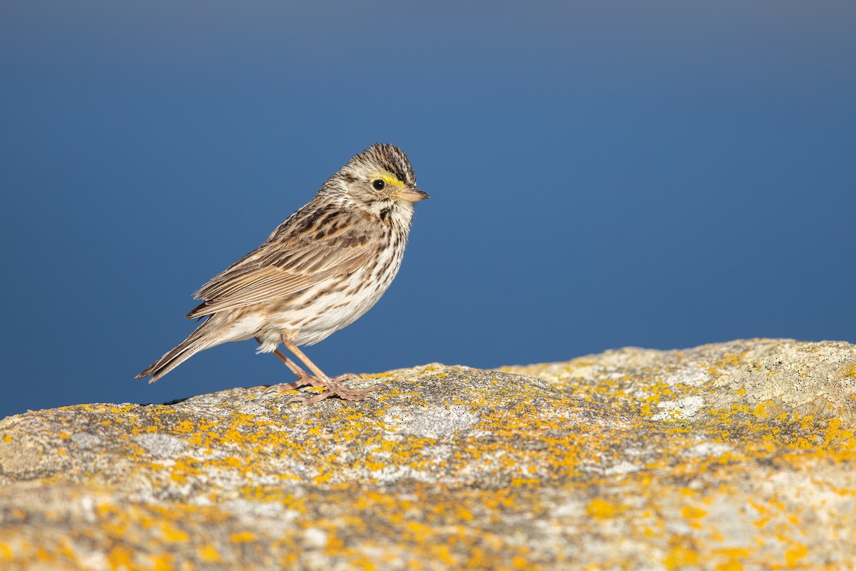 Savannah Sparrow - Dorian Anderson