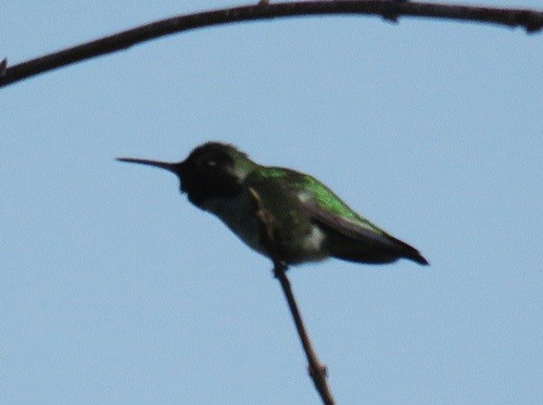 Anna's Hummingbird - Marlowe Kissinger