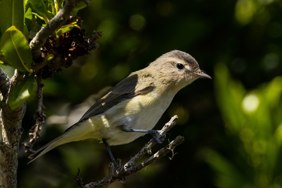 Ötücü Vireo - ML485993291