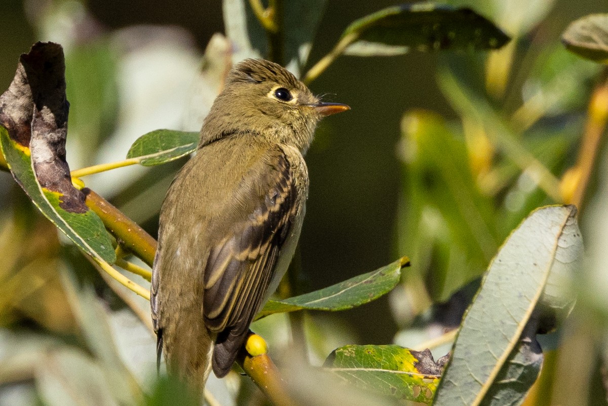 Western Flycatcher (Pacific-slope) - Roger Adamson