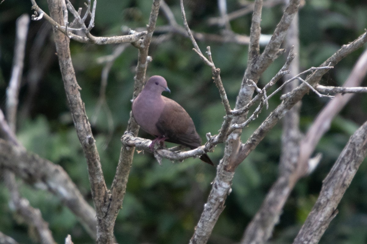 Ruddy Pigeon - ML485994321