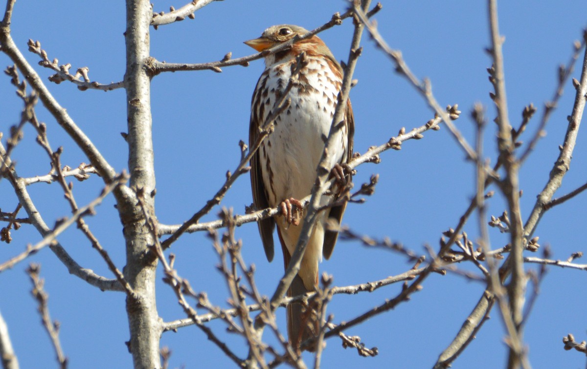 Fox Sparrow (Red) - ML48599571