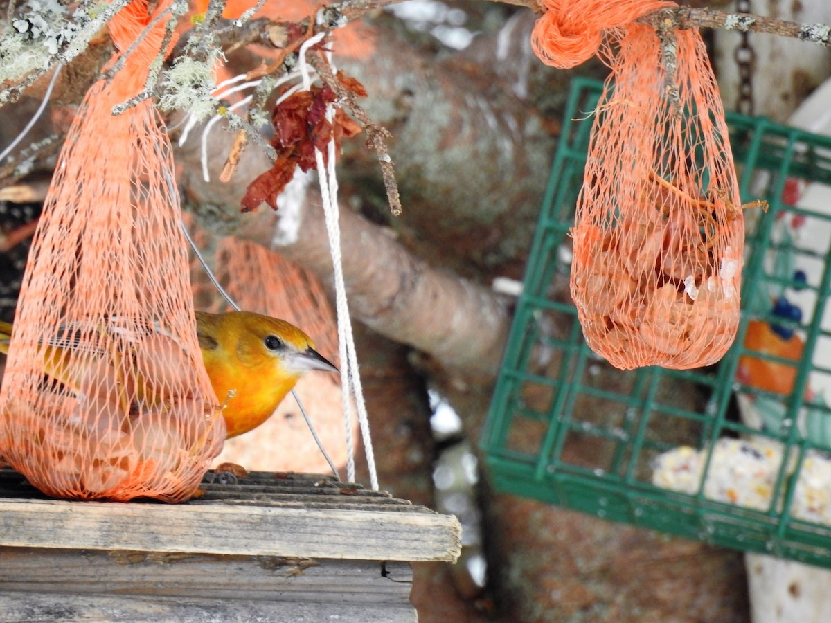 Baltimore Oriole - ML48599641