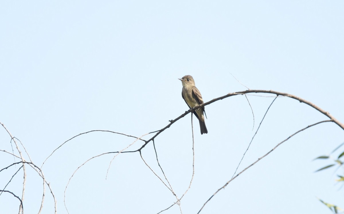 Western Wood-Pewee - ML485997451