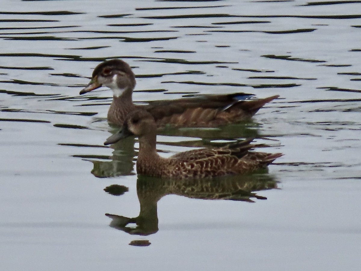 Wood Duck - ML485997671