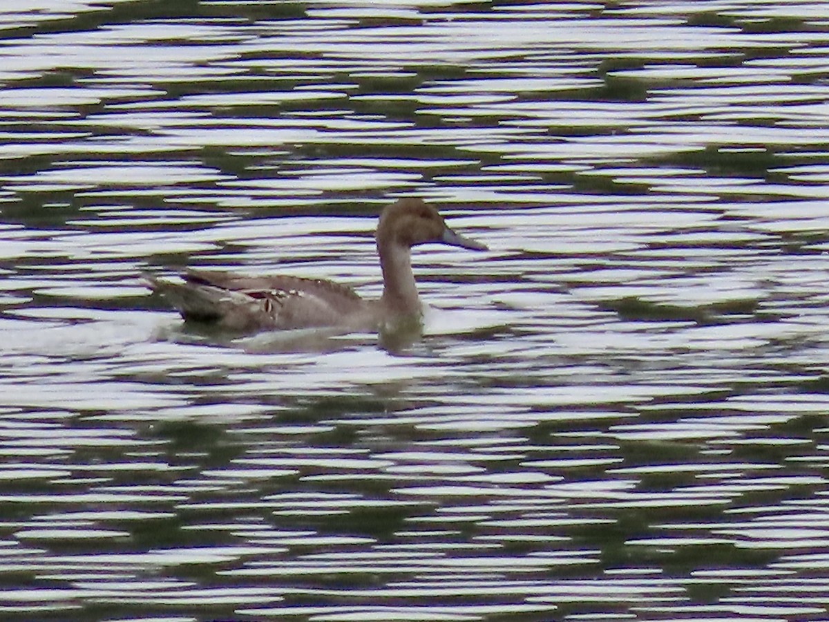 Northern Pintail - ML485998011