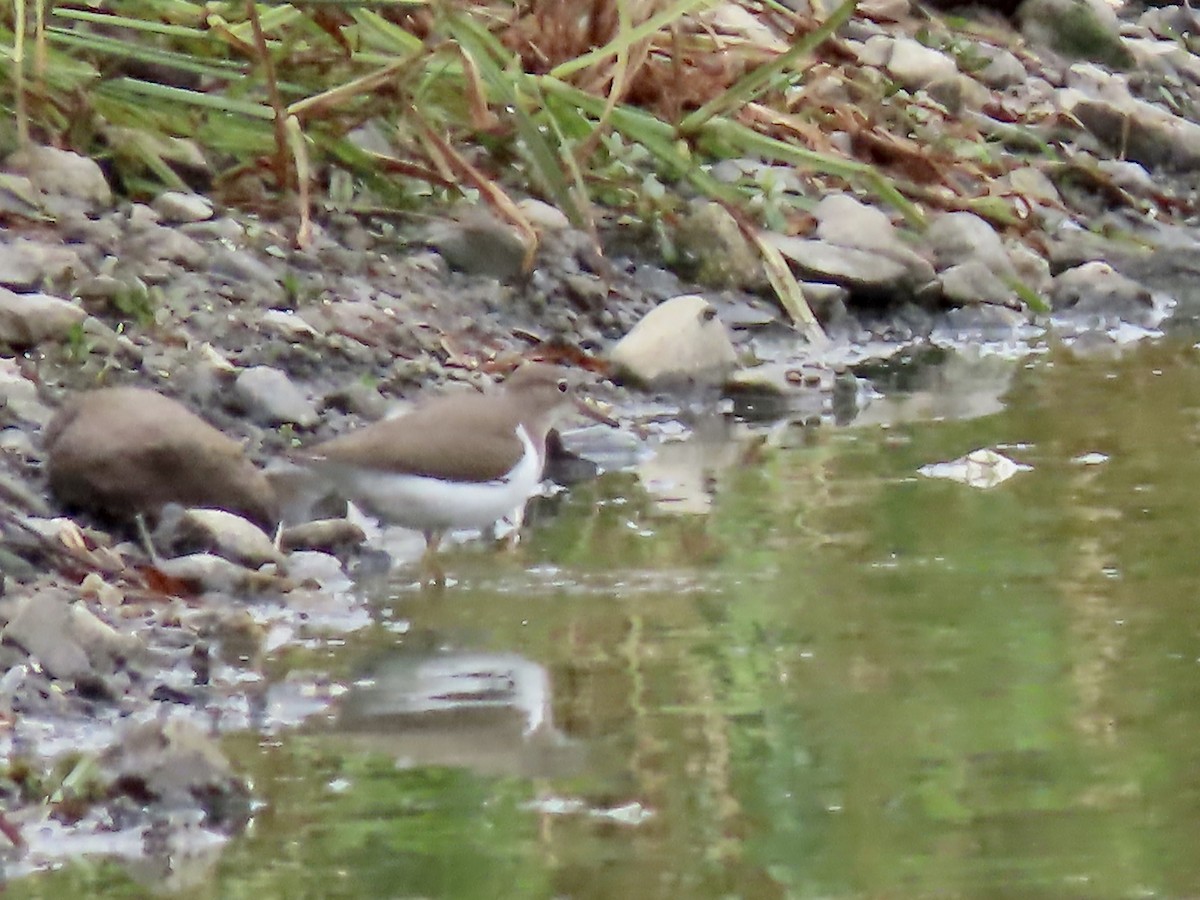 Spotted Sandpiper - ML485998091