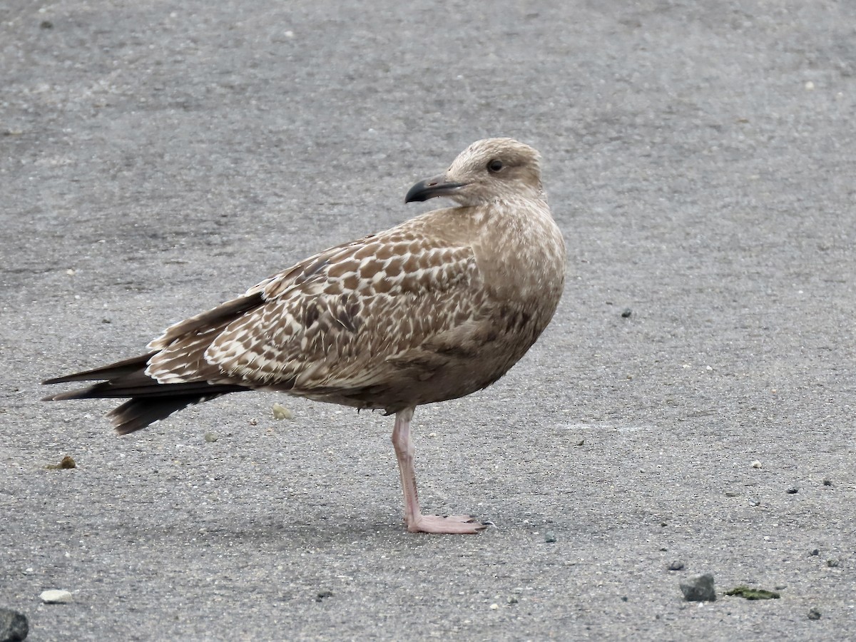 Gaviota Argéntea (americana) - ML485998291