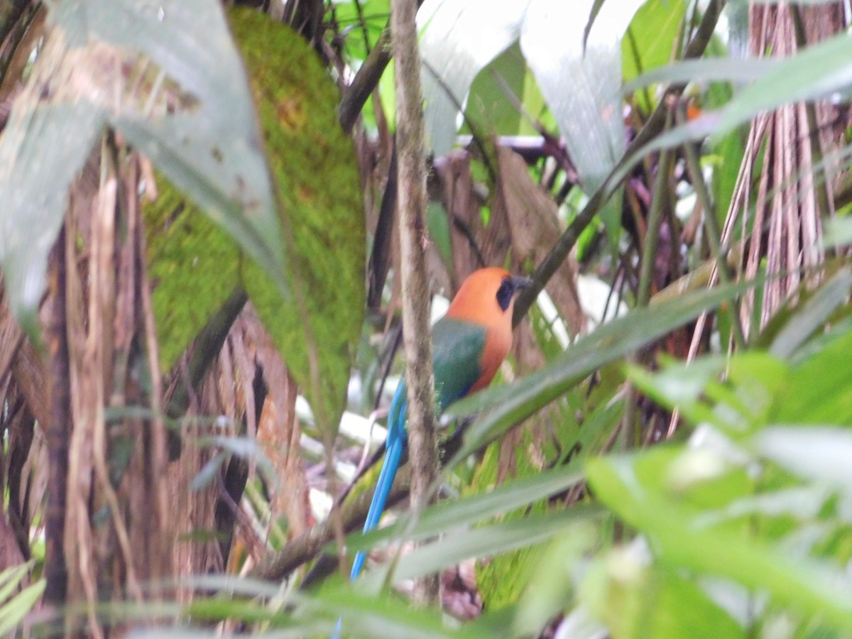 momot skořicový - ML48599831