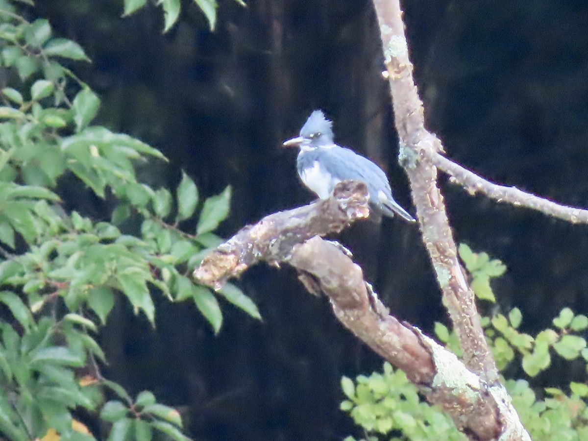 Belted Kingfisher - Marjorie Watson