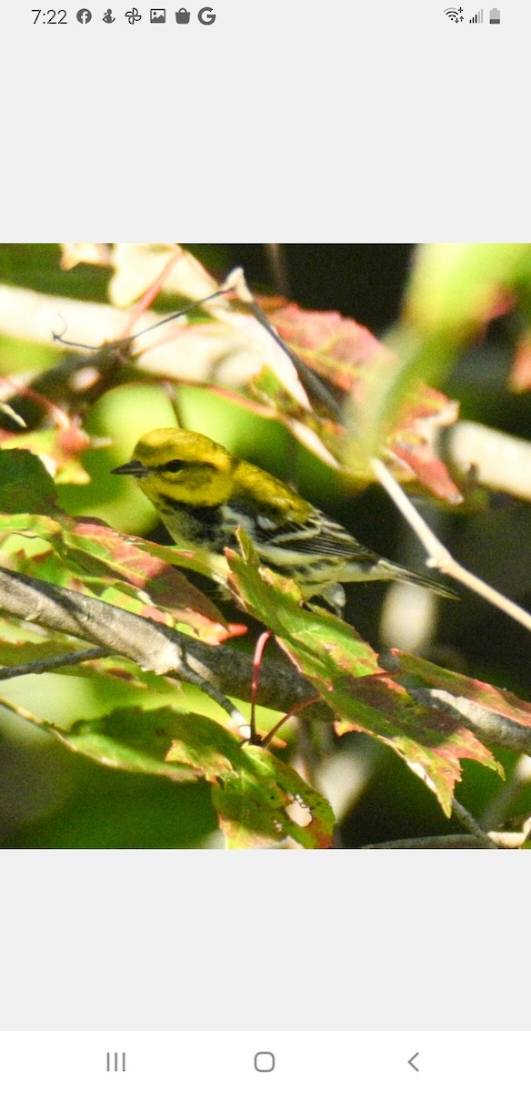 Black-throated Green Warbler - ML485998511