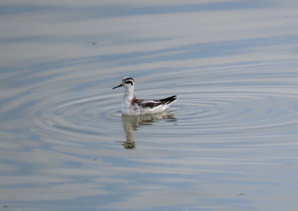 Круглоносый плавунчик - ML485999301