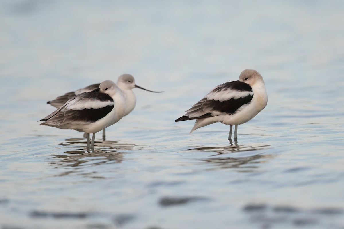 American Avocet - ML485999561