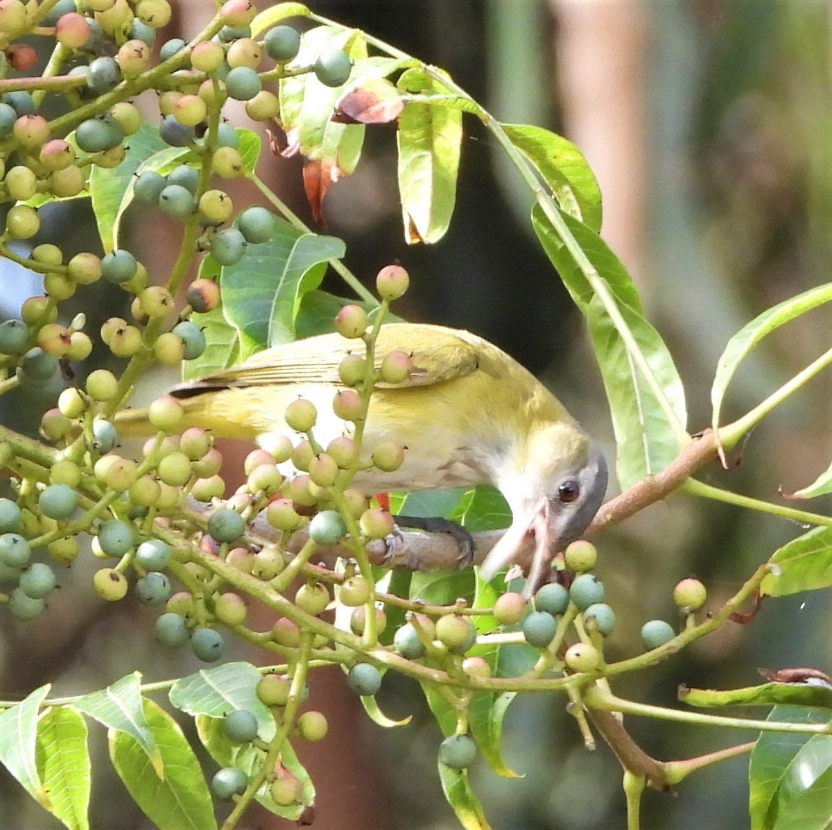 Yellow-green Vireo - ML485999771