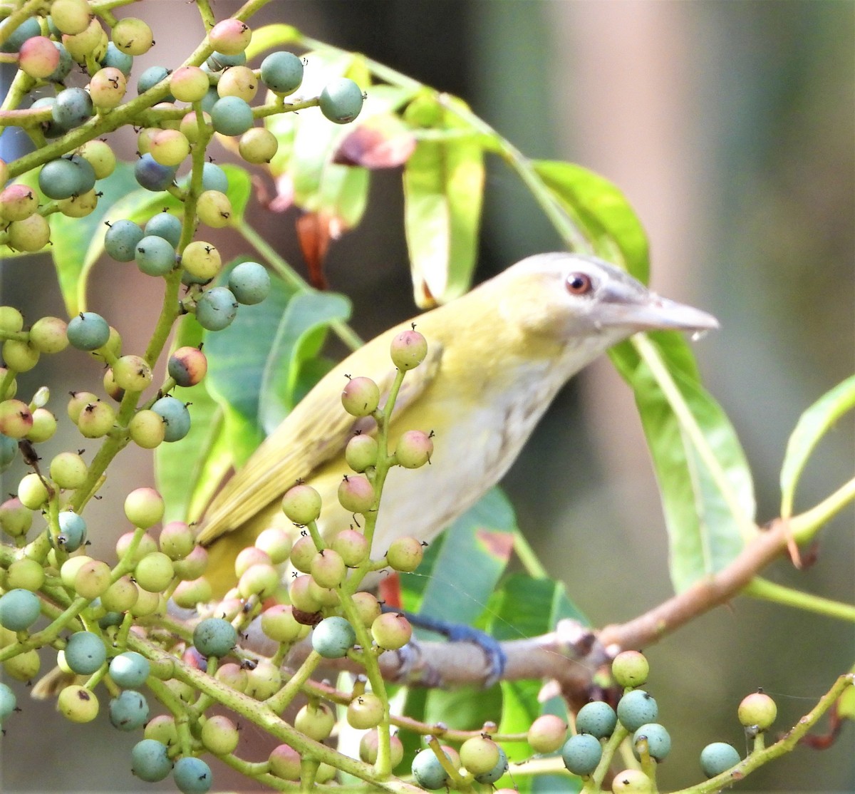 Yellow-green Vireo - ML485999781