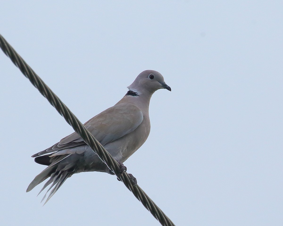 Eurasian Collared-Dove - Bruce Robinson