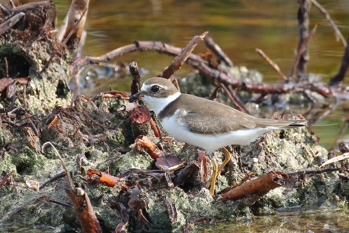 Semipalmated Plover - ML486001191