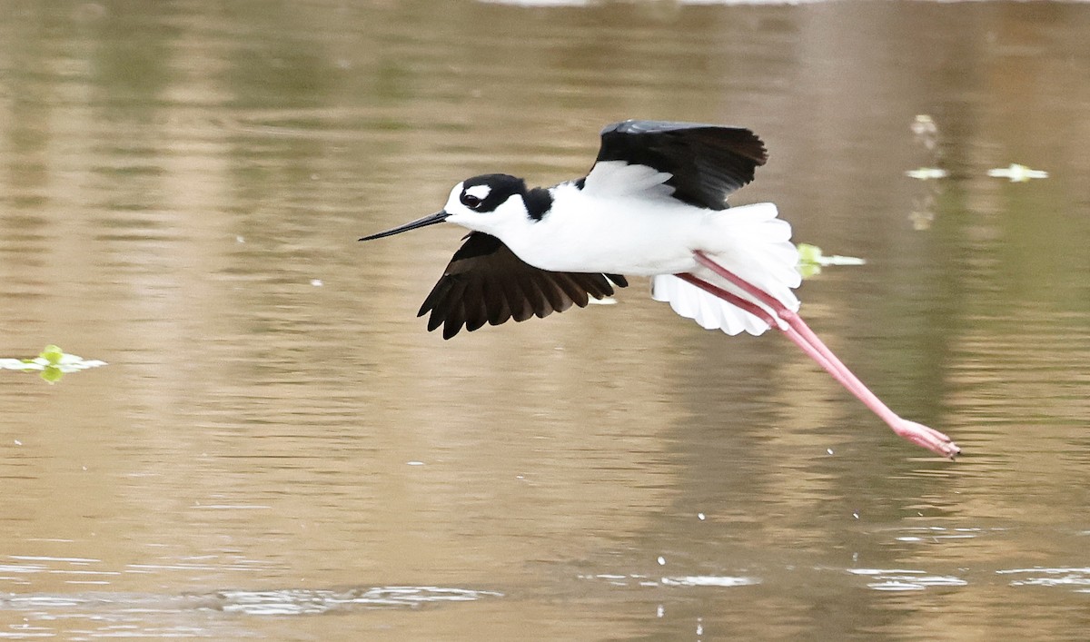 Black-necked Stilt - ML486001971