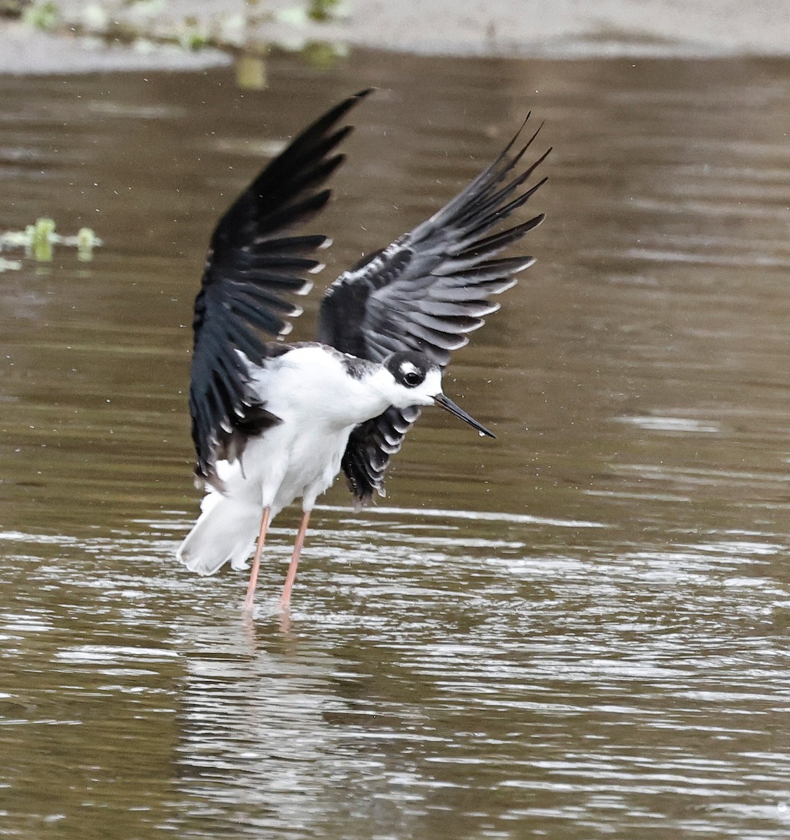 Black-necked Stilt - ML486001981