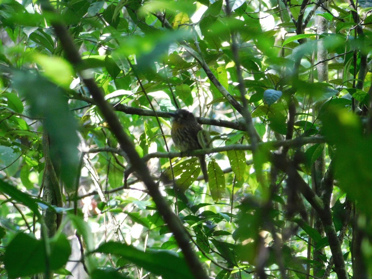 lenivka bělovousá - ML48600231